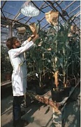 浙江大学园艺植物遗传育种学